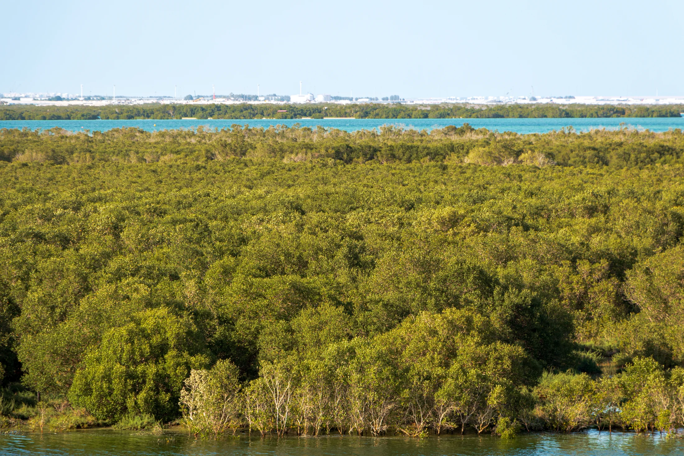 Mangroves and waterways in Abu Dhabi.